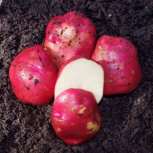 Simply seed lbs - seed™,